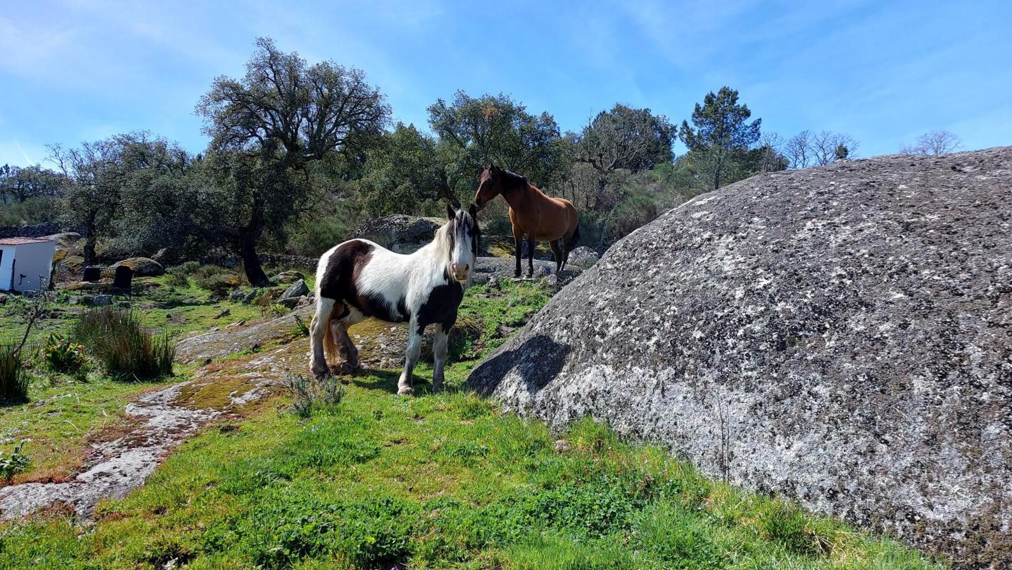 Magic Nature Lodge Marvão Екстериор снимка